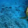 turt_diving