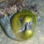 undulated_moray1