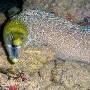 undulated_moray3