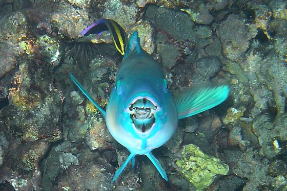 Parrot and Wrasse